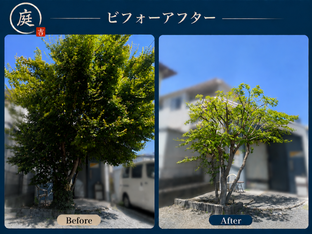 さいたま市にて大きくなり過ぎたカエデの剪定