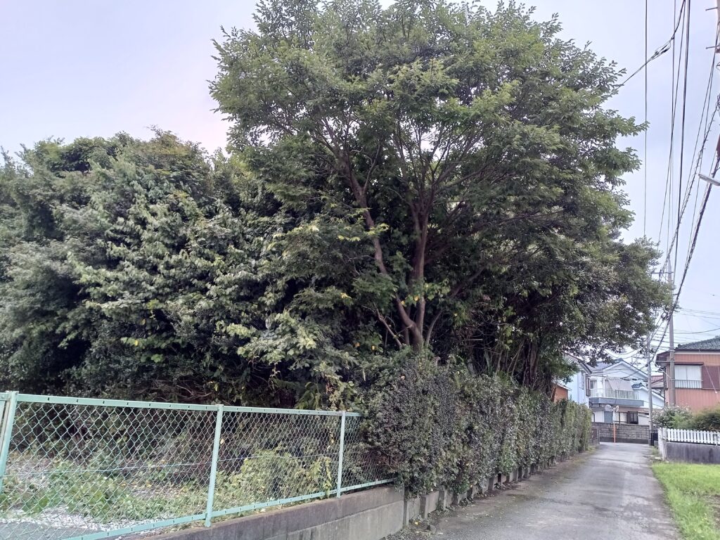 埼玉県三郷市にて伐採、10ｍ以上大量